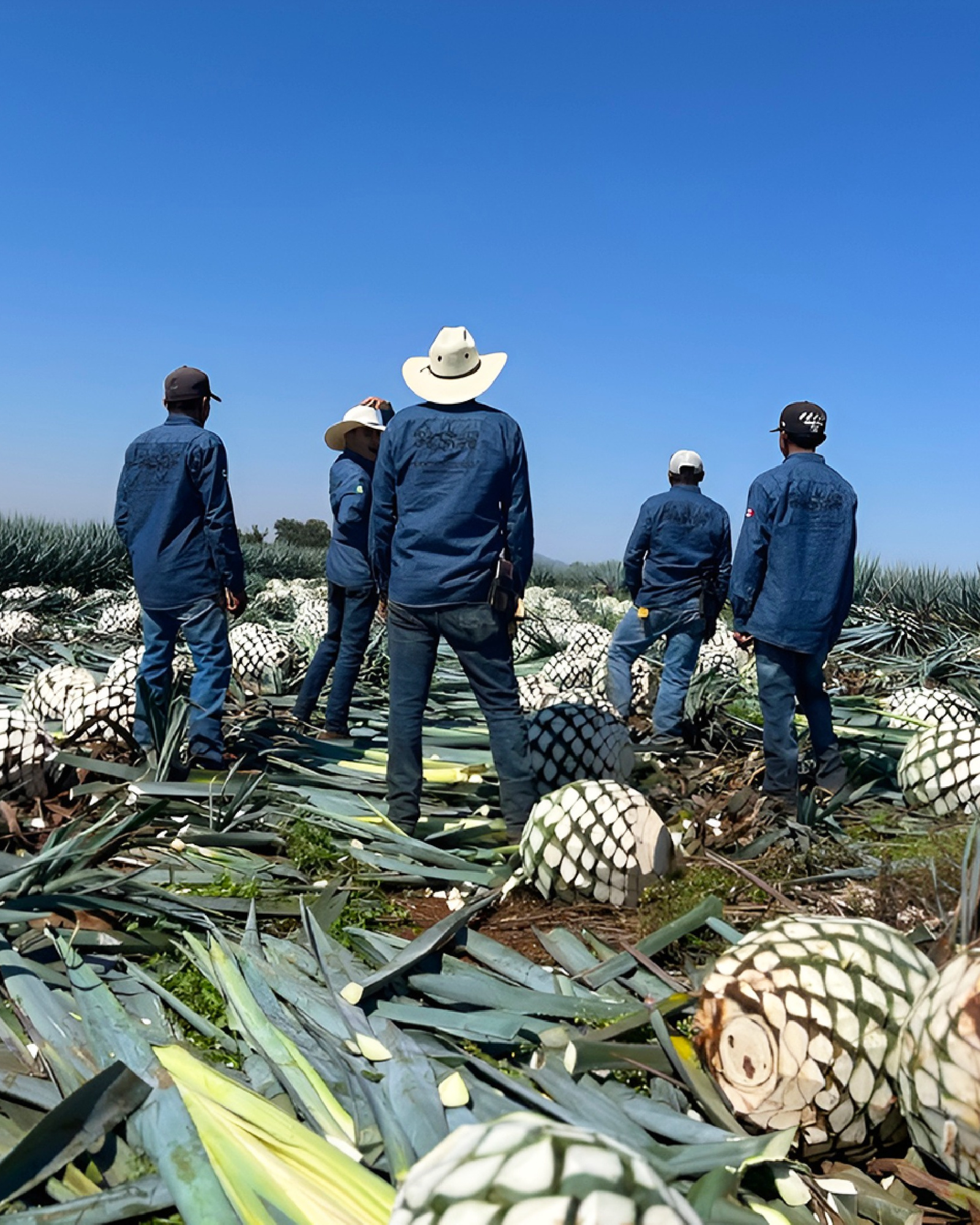 Five Santos Dioses jimadores in branded uniforms standing in a line from behind, surveying a field of freshly cut agave piñas at Amatitán under a clear blue midday sky